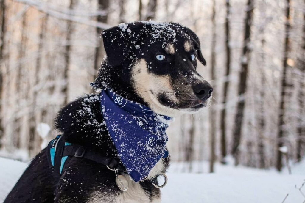 photo de chien en hiver