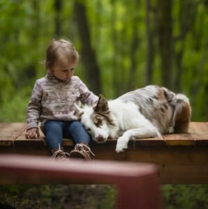 Read more about the article Vacances avec son chien en glamping, guide pratique 2026